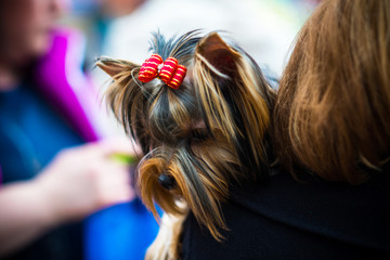 Yorkshire Terrier in the summer at the show