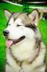 Alaskan Malamute in the summer at the exhibition