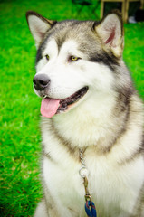 Alaskan Malamute in the summer at the exhibition