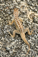 Galapagos lava lizard