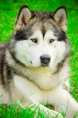 Alaskan Malamute in the summer at the exhibition
