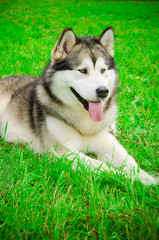 Alaskan Malamute in the summer at the exhibition