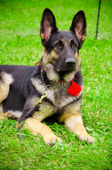 Shepherd in the summer at the show