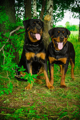 Rottweiler sunny summer exhibition