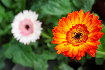 Gerbera flowers, genus of Asteraceae or daisy family, Maharashtra, India.