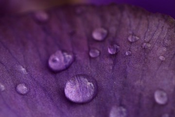 Water drops on a purple flower leaf