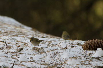 uccellini sulla neve