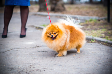spitz in summer