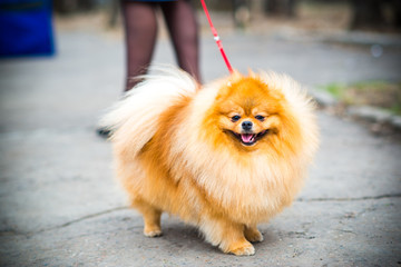 spitz in summer