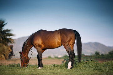 Obraz premium Horse standing on a pasture eating grass