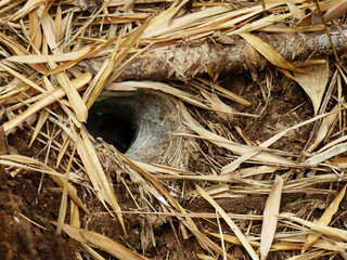 Spider nests on the ground in forest
