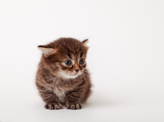 little fluffy kitten