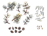 Hand drawn pine branches, needles and cone set, clip art, isolated, watercolor realistic illustration. Woodland clipart.