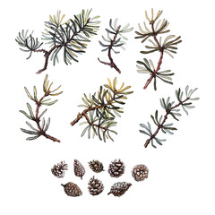Hand drawn pine branches and cone set, clip art, isolated, watercolor realistic illustration. Woodland clipart.