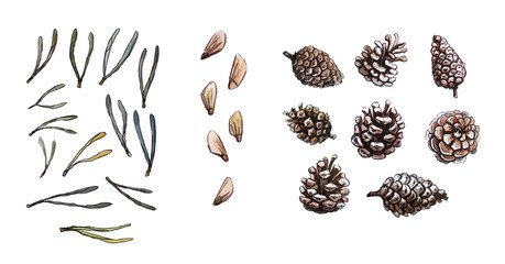 Hand drawn pine needles, cone, pine seeds set, clip art, isolated, watercolor realistic illustration. Woodland clipart.