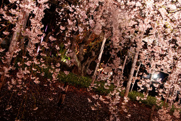 Japanese cherry blossom tree, sakura at night