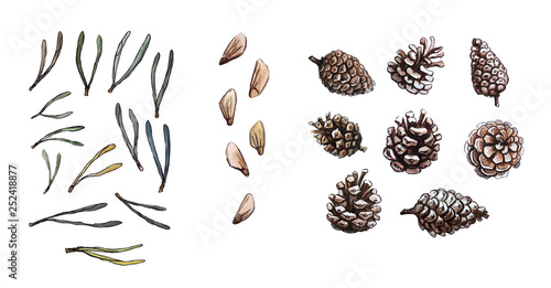 Hand drawn pine needles, cone, pine seeds set, clip art, isolated, watercolor realistic illustration. Woodland clipart.