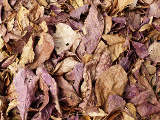 pile of dry leaf