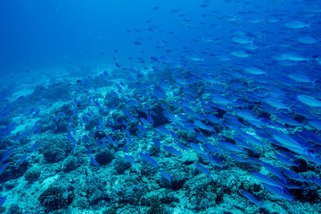 Fototapeta na wymiar Coral reef at the Maldives