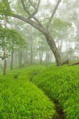 丹沢 山霧の森