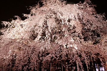 Japanese cherry blossom tree, sakura at night