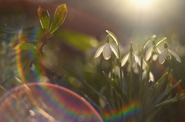 Spring - Flowers. Beautiful first spring plants - snowdrops. (Galanthus). A beautiful shot of nature with an old lens © montypeter