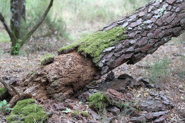 morscher baum