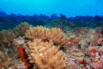 Coral reef at the Maldives
