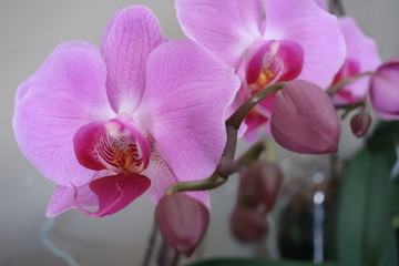 Orchid