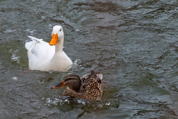 White Duck