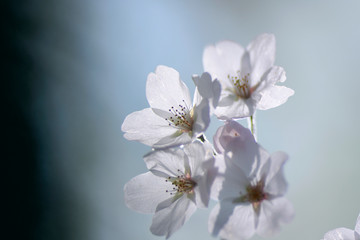 Japanese cherry blossom trees, sakura blooming