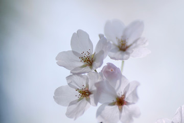 Fototapeta na wymiar Japanese cherry blossom trees, sakura blooming