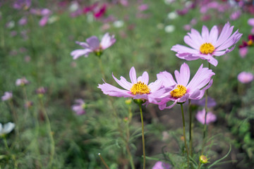 Cosmos Flower Garden Thung Siri