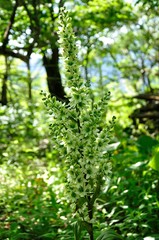 オオバイケイソウ