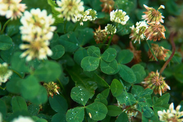 Amazing four-leafed clover in the grass