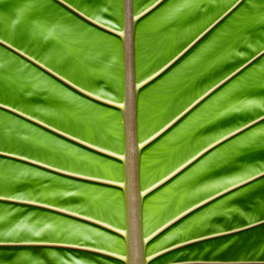 Giant Elephant Ear Leaf texture