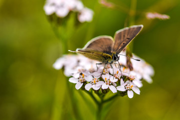 Butterfly on flower
