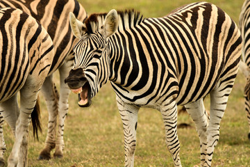 Fototapeta na wymiar Zebra south africa