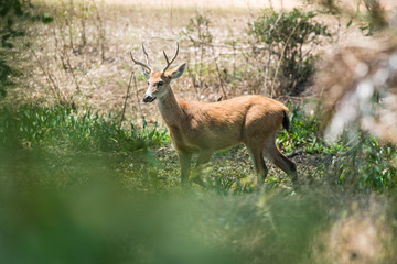 Naklejka na ściany i meble Marsh deer, pantanal Brazil