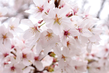 Japanese cherry blossom tree, sakura