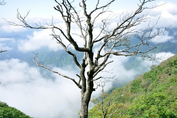 雲上の木立ち