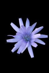 Cichorium intybus