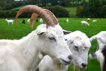 Portrait of a white goat. Ireland.