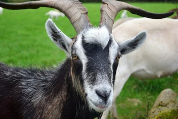 Portrait of a male goat, Ireland.