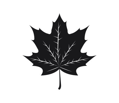 recommend clip art: Maple Leaf Vector illustration design Logo template