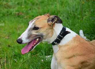 Portrait of an Irish Greyhound