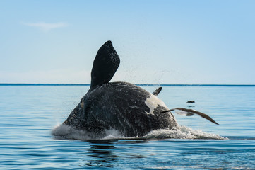 Whale jumping in Peninsula Valdes,, Patagonia, Argentina