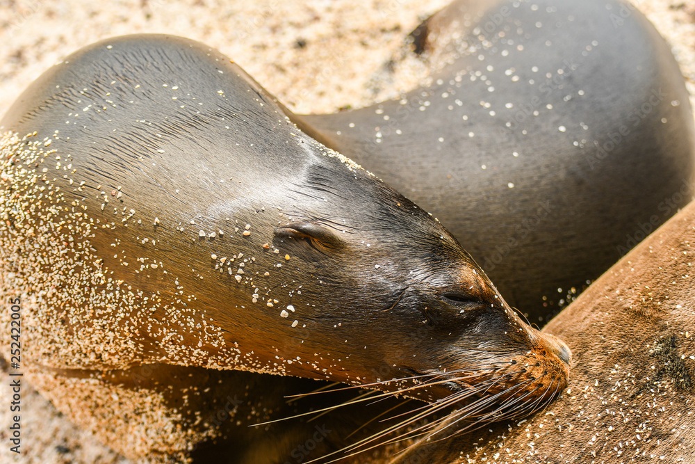 Wall mural Galapagos sea lion