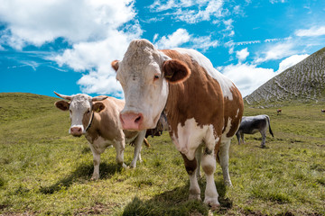 Fototapeta na wymiar Bergkühe , in den Alpen