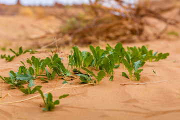 green grass growing through sand, Sahara desert